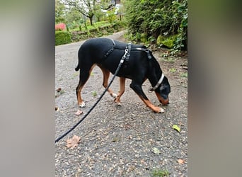 Kiki: Lebensfrohe Junghündin sucht ihr Glück