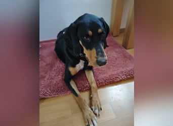 Kiki: Lebensfrohe Junghündin sucht ihr Glück