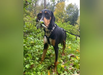 Kiki: Lebensfrohe Junghündin sucht ihr Glück