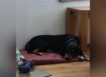 Kiki: Lebensfrohe Junghündin sucht ihr Glück
