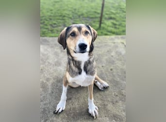 Panos - Pechvogel sucht sein Glück