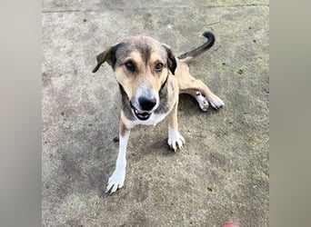 Panos - Pechvogel sucht sein Glück