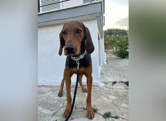 Chooper – Ein junger Hund mit großem Herzen sucht sein Zuhause
