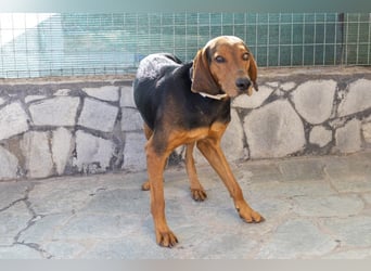 Chooper – Ein junger Hund mit großem Herzen sucht sein Zuhause