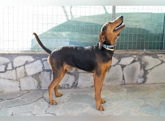 Chooper – Ein junger Hund mit großem Herzen sucht sein Zuhause