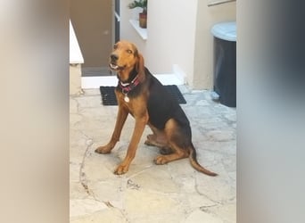 Chooper – Ein junger Hund mit großem Herzen sucht sein Zuhause