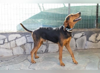 Chooper – Ein junger Hund mit großem Herzen sucht sein Zuhause