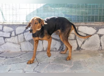 Chooper – Ein junger Hund mit großem Herzen sucht sein Zuhause