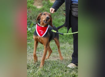 Chooper – Ein junger Hund mit großem Herzen sucht sein Zuhause