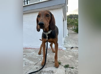 Chooper – Ein junger Hund mit großem Herzen sucht sein Zuhause