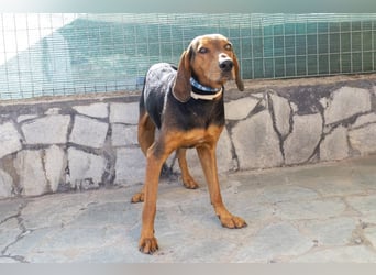 Chooper – Ein junger Hund mit großem Herzen sucht sein Zuhause