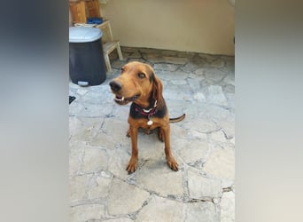 Chooper – Ein junger Hund mit großem Herzen sucht sein Zuhause