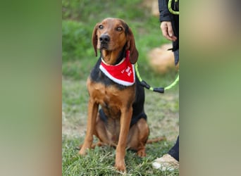 Chooper – Ein junger Hund mit großem Herzen sucht sein Zuhause