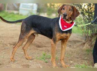 Chooper – Ein junger Hund mit großem Herzen sucht sein Zuhause