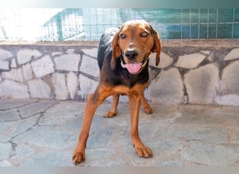 Chooper – Ein junger Hund mit großem Herzen sucht sein Zuhause