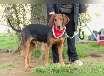 Chooper – Ein junger Hund mit großem Herzen sucht sein Zuhause