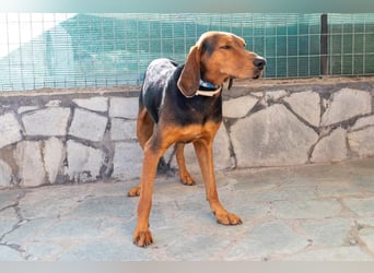 Chooper – Ein junger Hund mit großem Herzen sucht sein Zuhause