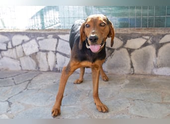 Chooper – Ein junger Hund mit großem Herzen sucht sein Zuhause