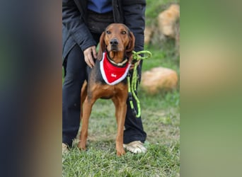 Chooper – Ein junger Hund mit großem Herzen sucht sein Zuhause