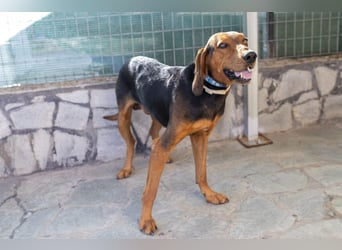 Chooper – Ein junger Hund mit großem Herzen sucht sein Zuhause