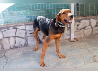 Chooper – Ein junger Hund mit großem Herzen sucht sein Zuhause