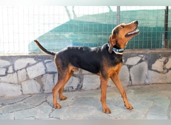 Chooper – Ein junger Hund mit großem Herzen sucht sein Zuhause