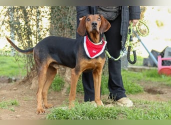 Chooper – Ein junger Hund mit großem Herzen sucht sein Zuhause