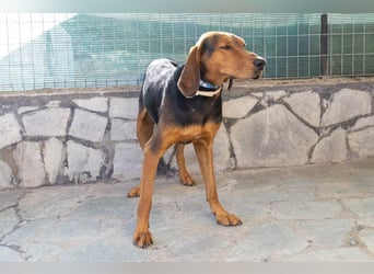 Chooper – Ein junger Hund mit großem Herzen sucht sein Zuhause