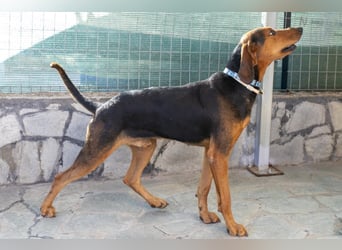 Chooper – Ein junger Hund mit großem Herzen sucht sein Zuhause