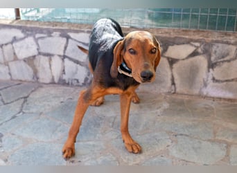 Chooper – Ein junger Hund mit großem Herzen sucht sein Zuhause