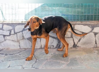 Chooper – Ein junger Hund mit großem Herzen sucht sein Zuhause