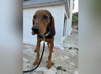 Chooper – Ein junger Hund mit großem Herzen sucht sein Zuhause