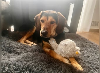 Familienhund wartet bei Würzburg