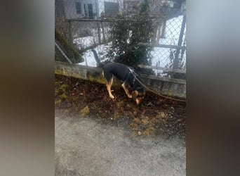 Familienhund wartet bei Würzburg