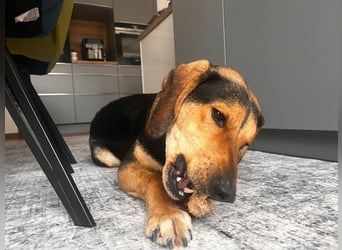 Familienhund wartet bei Würzburg