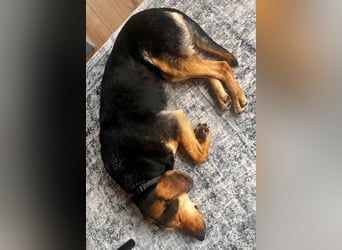 Familienhund wartet bei Würzburg