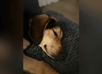 Familienhund wartet bei Würzburg