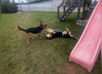 Familienhund wartet bei Würzburg