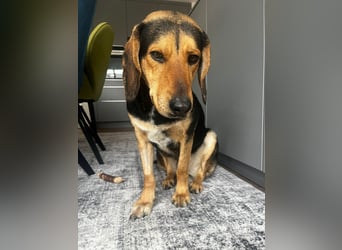 Familienhund wartet bei Würzburg