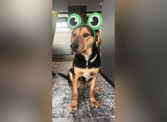 Familienhund wartet bei Würzburg