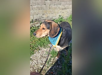 Familienhund wartet bei Würzburg
