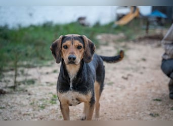 Familienhund wartet bei Würzburg