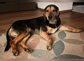 Familienhund wartet bei Würzburg