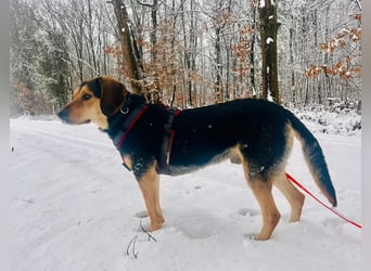 Familienhund wartet bei Würzburg