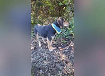 Familienhund wartet bei Würzburg