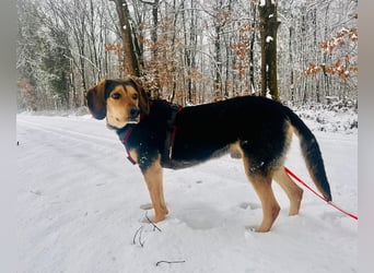 Familienhund wartet bei Würzburg