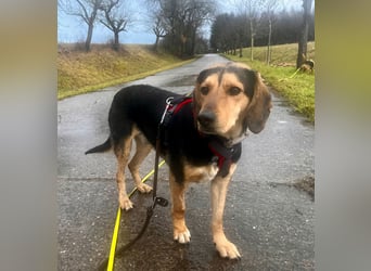 Familienhund wartet bei Würzburg