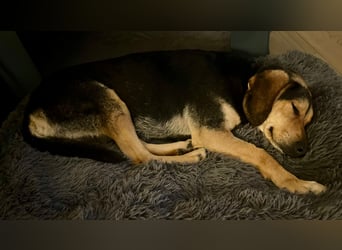 Familienhund wartet bei Würzburg