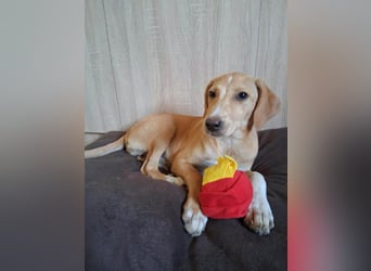 Junghündin LOUISE sucht ihr Für-immer-Körbchen