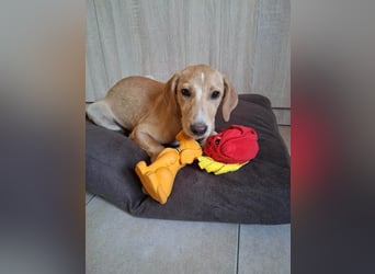 Junghündin LOUISE sucht ihr Für-immer-Körbchen